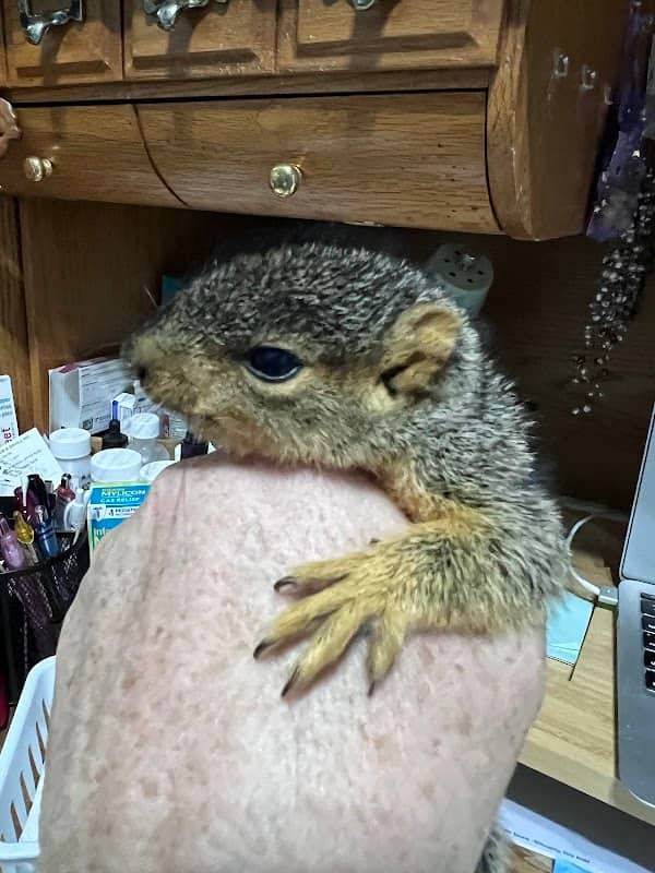 Carmela’s Sanctuary of Squirrels - Image 1