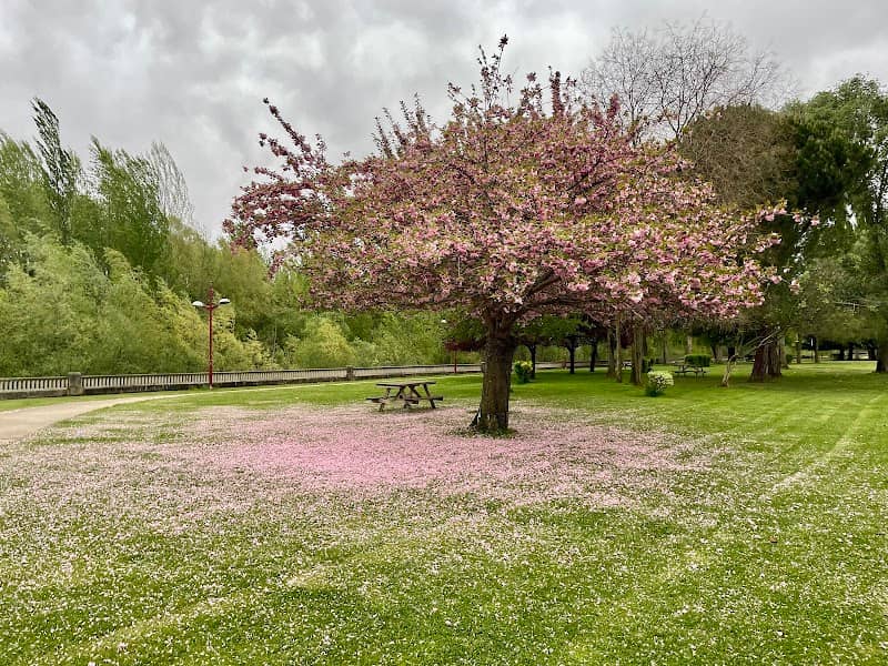 Cerezo japonés - Image 1