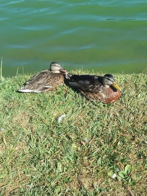 Taneytown Duck Pond - Image 2