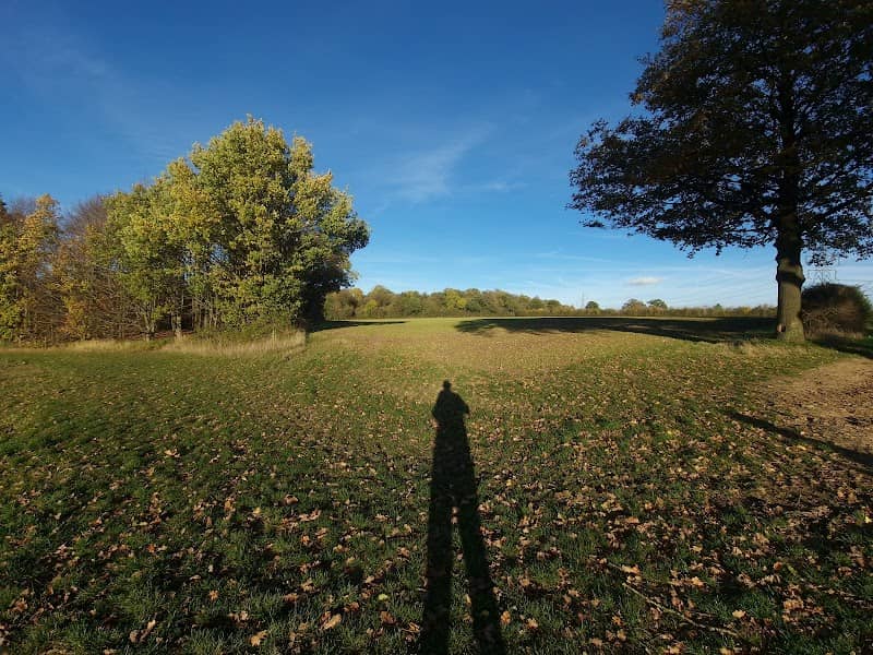 Wymondley Wood - Image 2