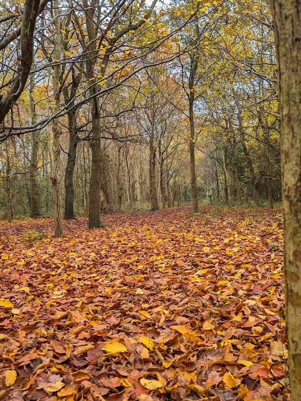 Wymondley Wood - Image 1