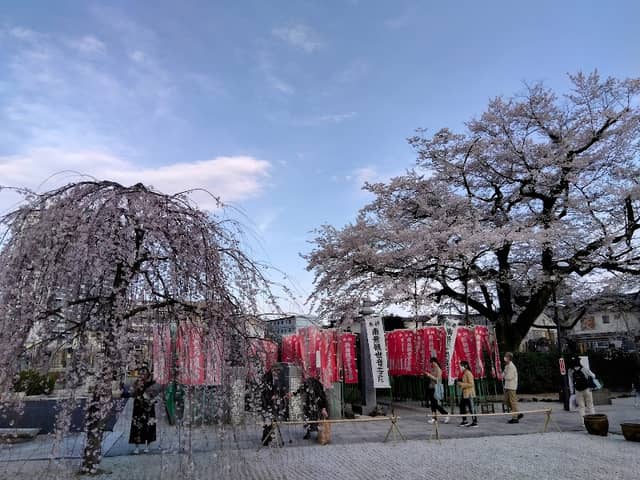 大光寺の枝垂れ桜 - Image 1