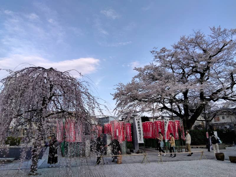 大光寺の枝垂れ桜 - Image 1
