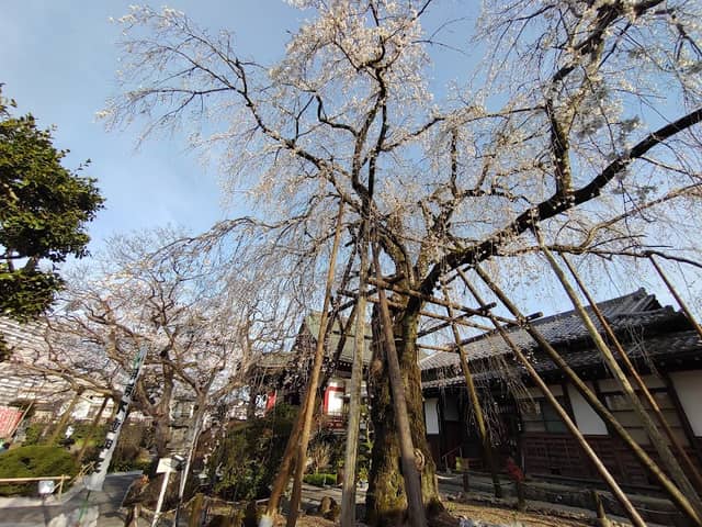 大光寺の枝垂れ桜 - Image 3