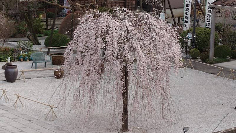 大光寺の枝垂れ桜 - Image 2