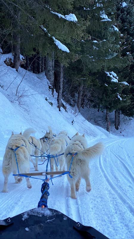 Arco Mushing Team - Chien de traîneau - Image 2