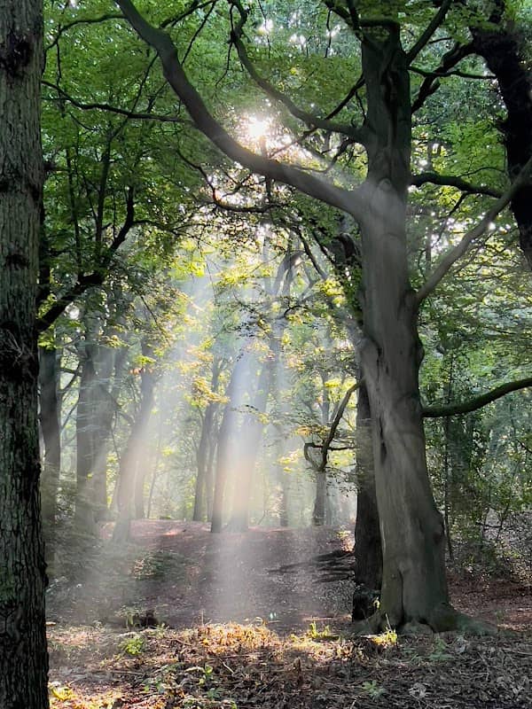 Park - Image 2