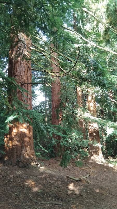 Redwood Grove - Image 1