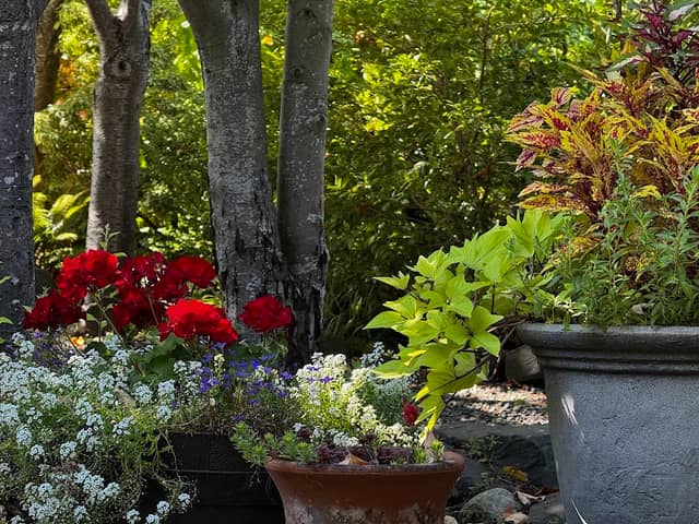 Gallacci Gardens - Image 1