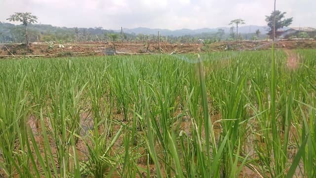 Ngigir View - Image 2