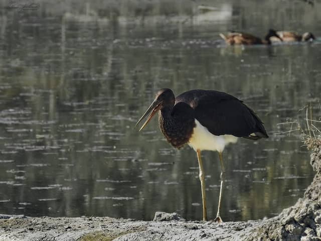 Oasi WWF di Marmirolo - Image 2