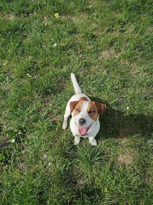 Area sgambamento cani Caselle di Santa Maria di Sala - Image 1