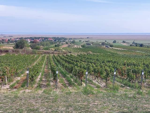 Weinlaubenkuppel Oggau - Image 1
