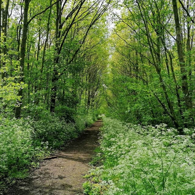 Alblasserbos - Grote Nes - Image 1