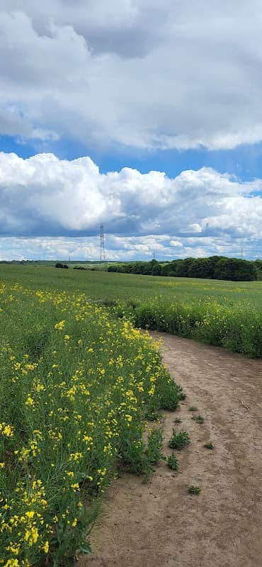 Wickersley Woods - Image 1