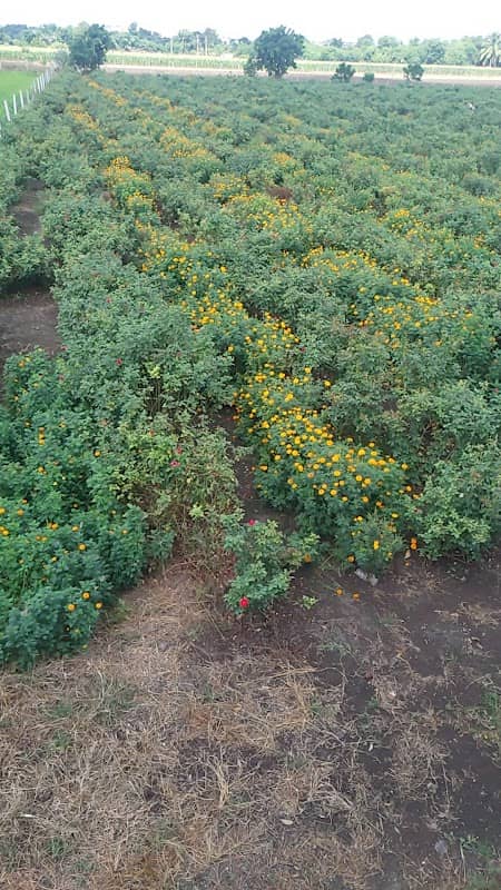 K K Farm - Image 2
