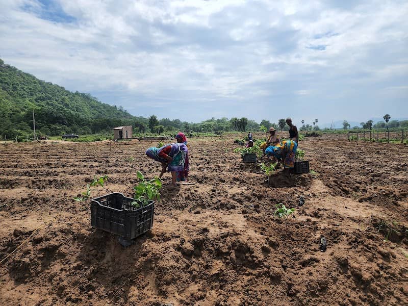 Mishra Guava Farm - Image 2