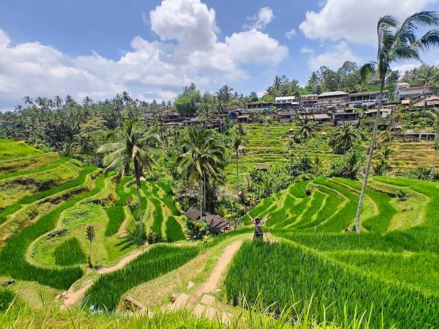 Tegallalang Rice Terrace - Image 1