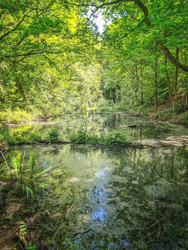 Carr Wood - Image 1