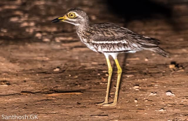 Kerawalapitiya Migratory Bird Hotspot - Image 2