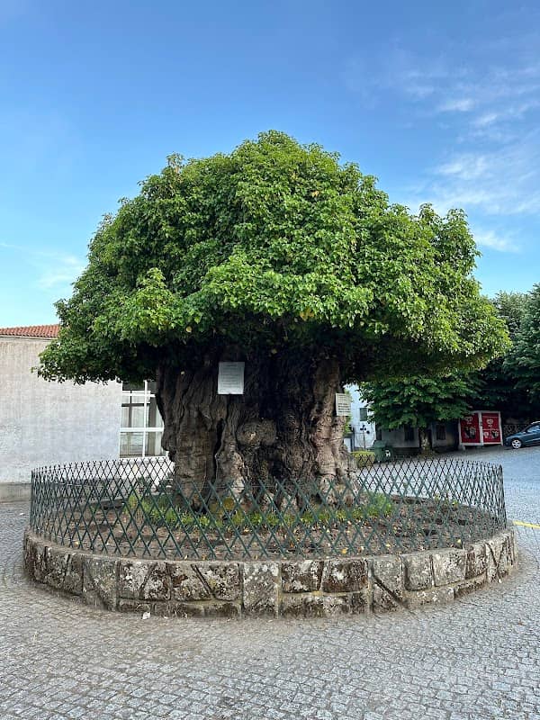 Oldest Chestnut Tree - Image 1