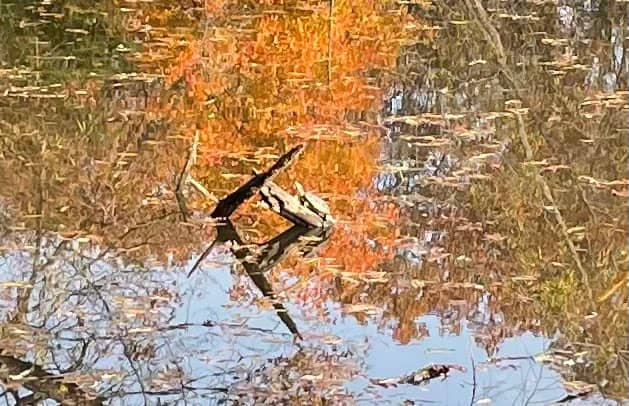 Clysta Willett Park - Image 2