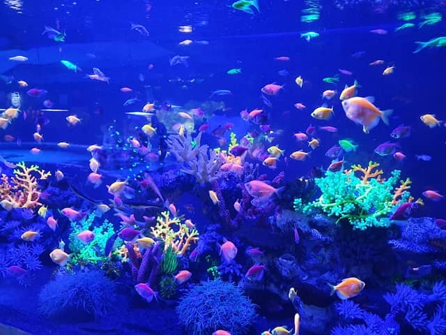 The Oceanarium «Sea Fairy Tale» - Image 1