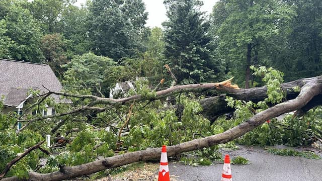 Premier Tree Solutions - Image 1