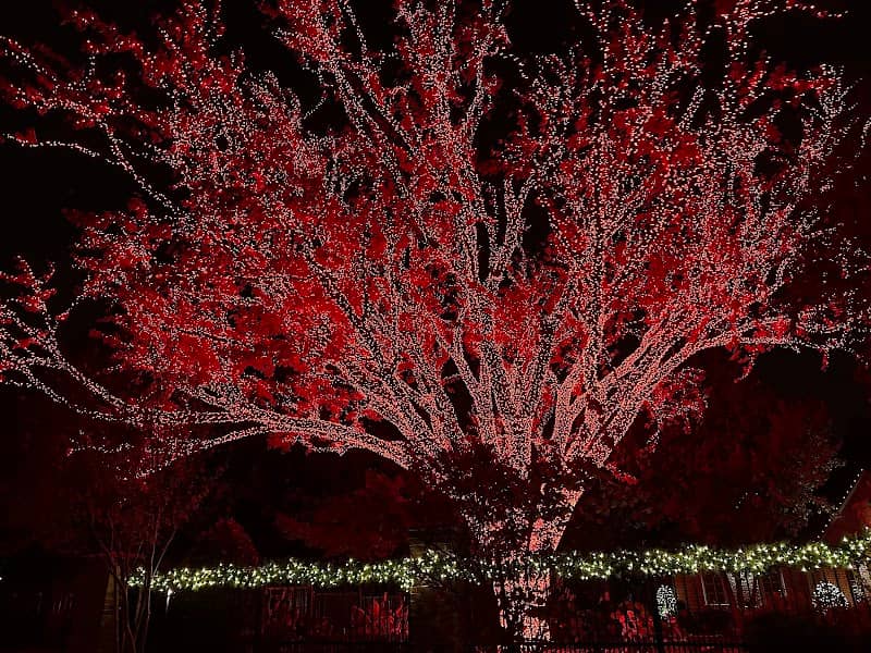 Huge Red Christmas Tree - Image 1