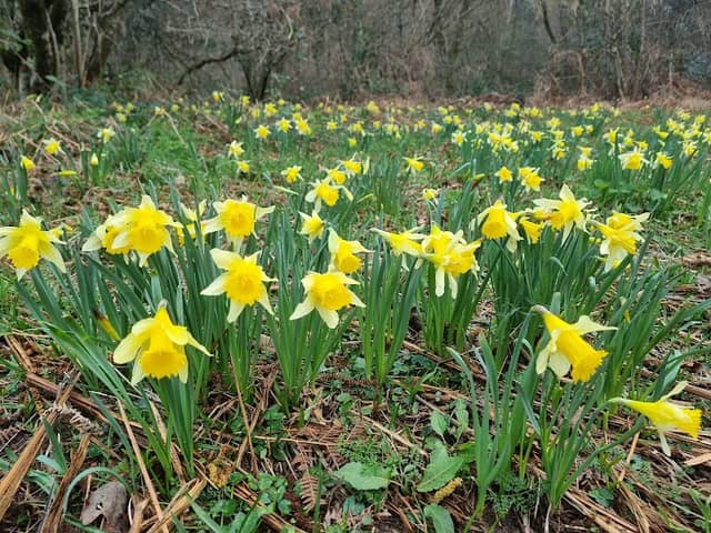 Dunsford Nature Reserve, Devon Wildlife Trust - Image 1