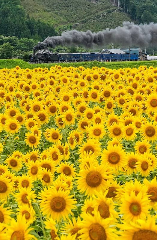 上郷町のひまわり畑 - Image 1
