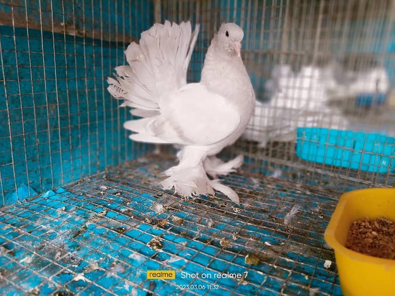 Ayushman Bird Aviary - Image 1