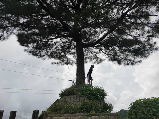 The Tree of Puguis - Image 1