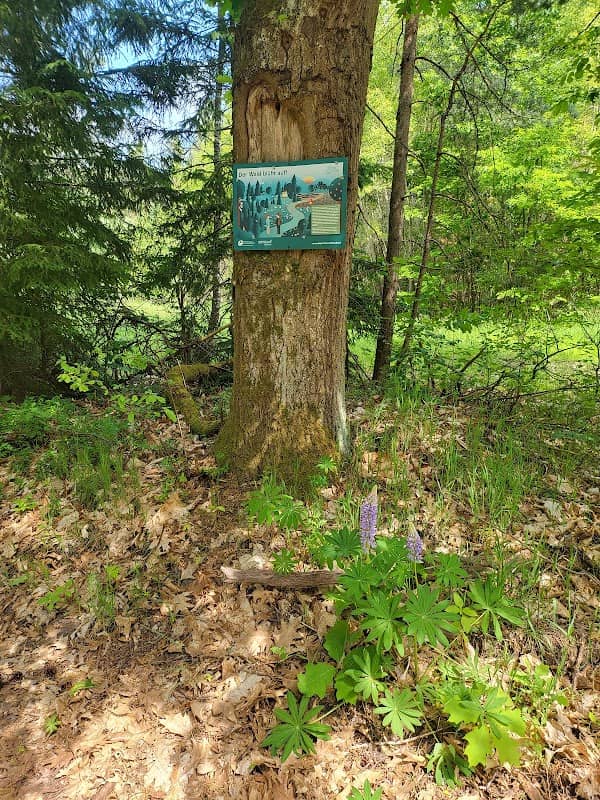 Forstgebiet Schwarzenlohe - Image 2