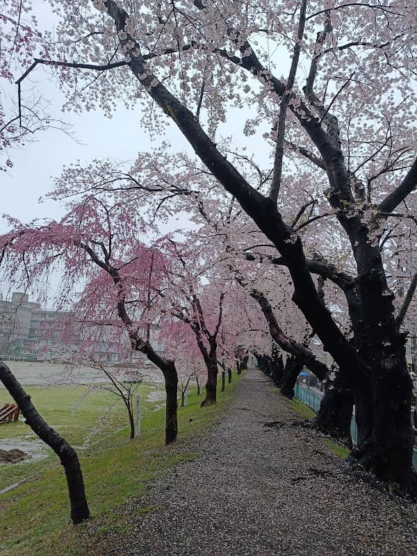 仙台一高の桜 - Image 1