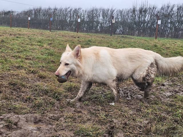 Kislingbury secure dog walking field - Image 1