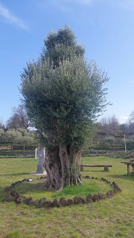 l’albero di ulivo 1000 anni - Image 1