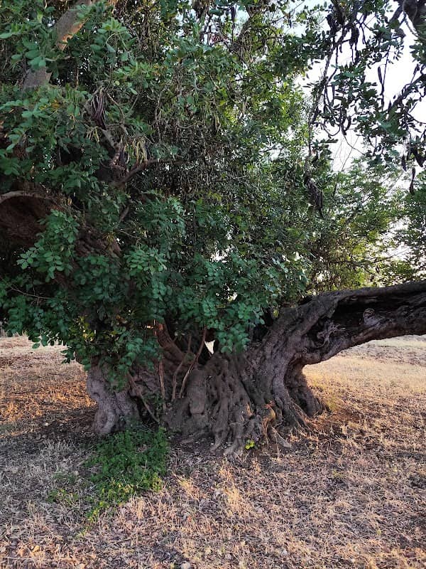 Il Più Grande Carrubo di Puglia - Image 1