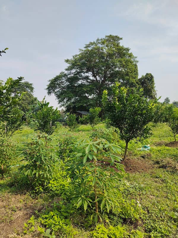 Kebun jeruk p RT - Image 2