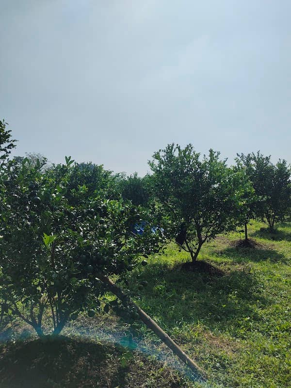 Kebun jeruk p RT - Image 1