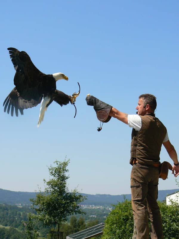 Falknerei Greifvogelpark Katharinenberg - Image 1