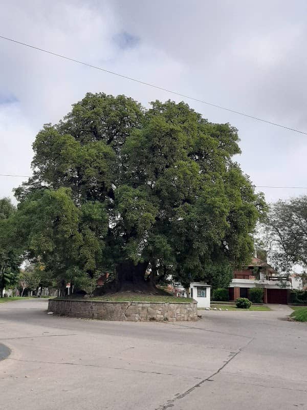 Plaza Almafuerte - Image 2