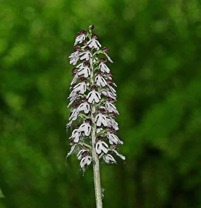 Yockletts Bank - Image 2