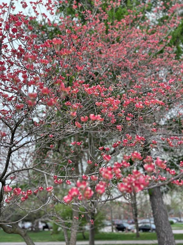Standish Park Aboretum - Image 2