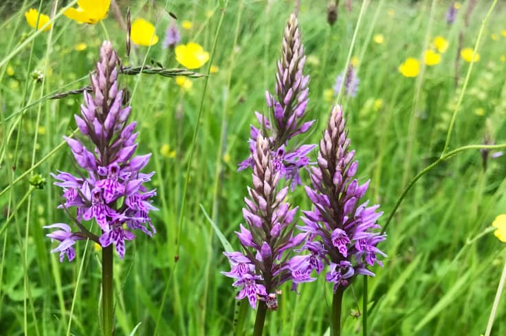 Wenning Valley Nature Reserve - Image 1