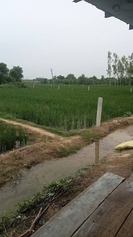 Baghel farm house chini bhai - Image 1