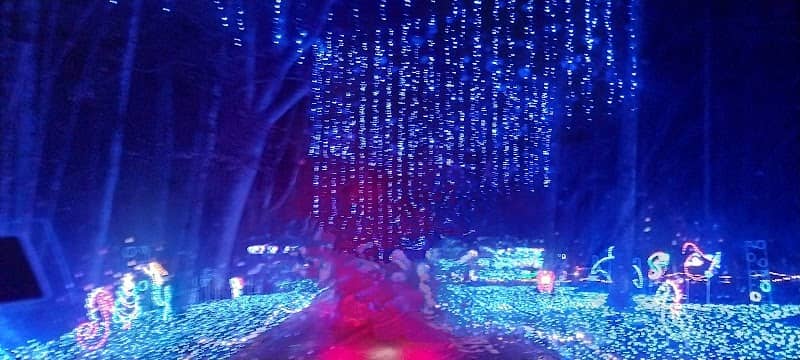 Joy Through The Grove - Image 1