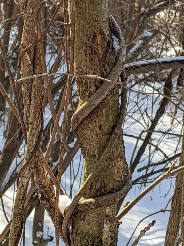 Woodlawn Preserve - Image 2