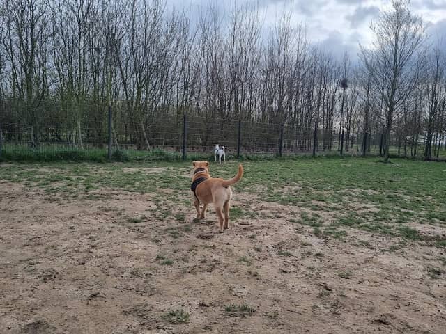 Hundewiese - Image 1