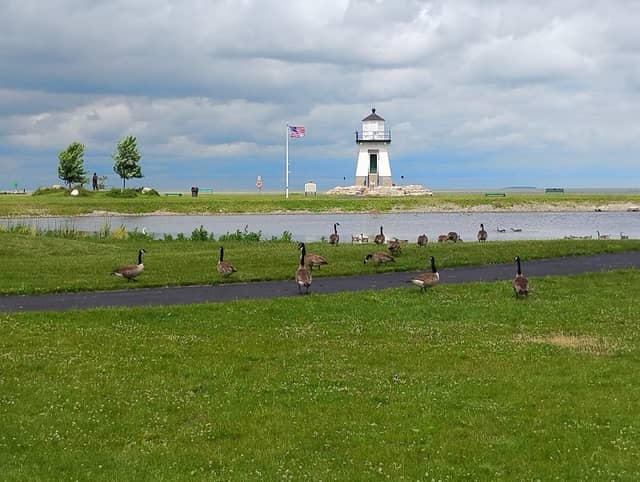 Walleye festival - Image 1